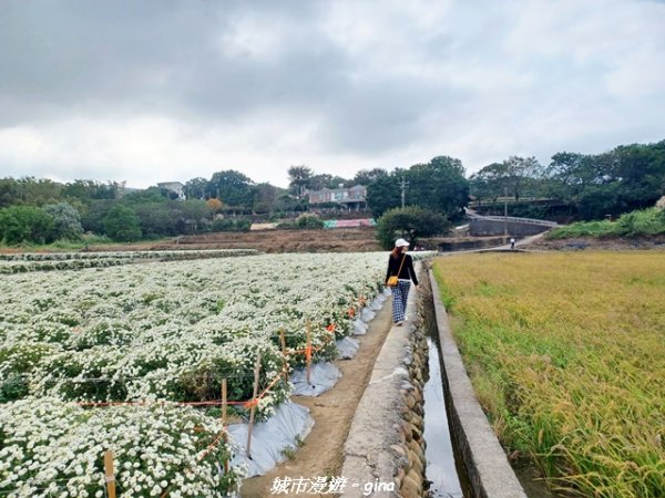 【苗栗】賞花趣~銅鑼杭菊x通霄蒜香藤花廊2945981
