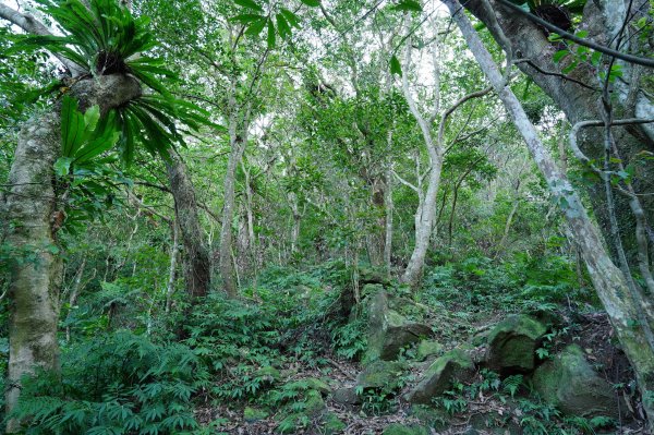 新北 新店 直潭山、二龍山2703897