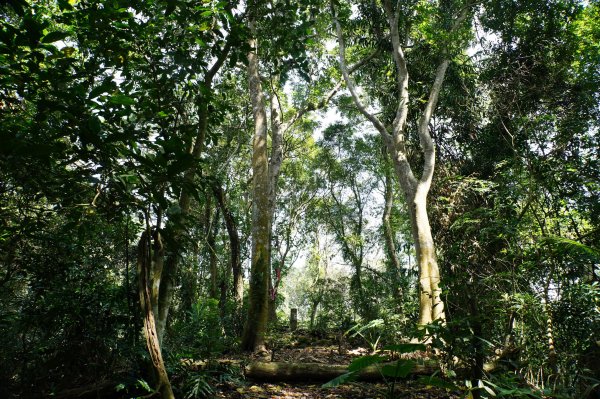 新竹 峨嵋 猿山、六寮山、玖玖山、獅頭山、獅尾山3012143