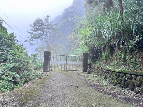 絕美柳杉林民都有山涼爽舒適2604535