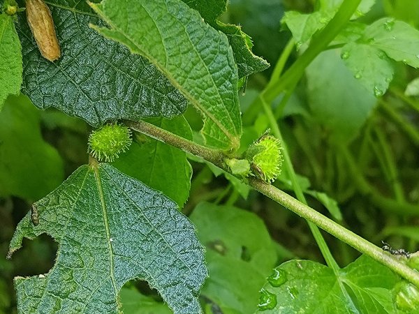 塘湖古道看到的花花草草2593942