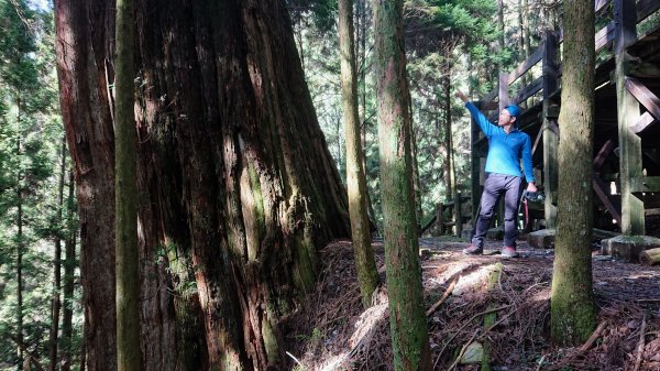 尋幽訪古遊走千年巨木和幻霧美森的樂山林道2882361