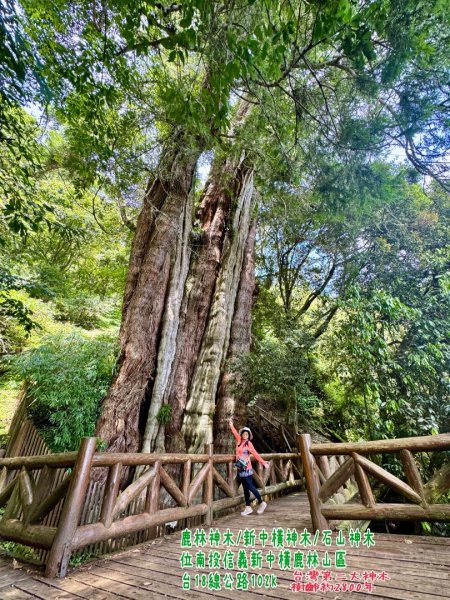 新中橫看玉山 首訪鹿林神木2836995