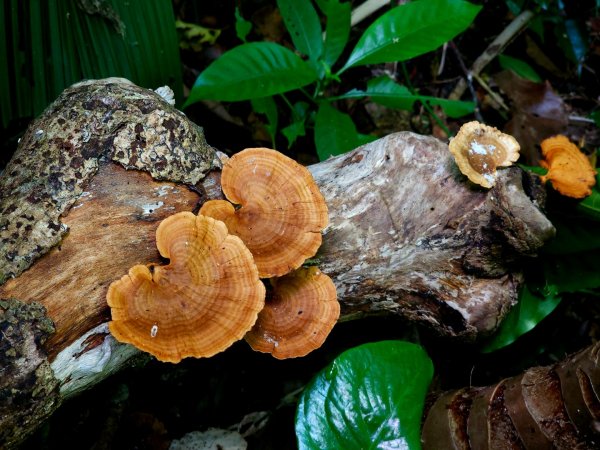 紅頭山-小百岳#97-台東縣蘭嶼鄉2901073