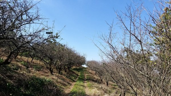 221225-小百岳#069 白雲山又名廍亭山。順走西廍亭山。1969503