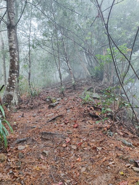 谷關老八阿冷山2699786