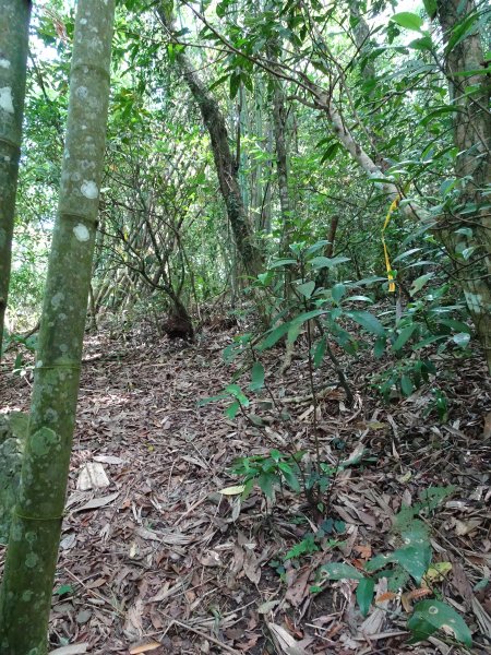 台灣小百岳第69座高雄甲仙白雲山之三角點993571