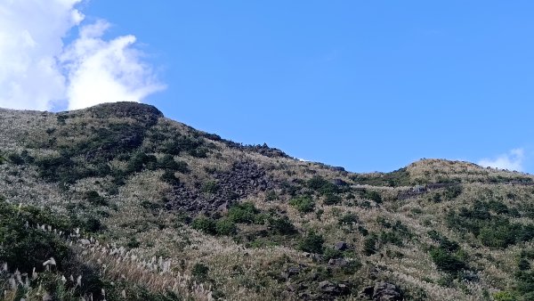 找一個晴天去爬山~金瓜石芒花之旅2962418