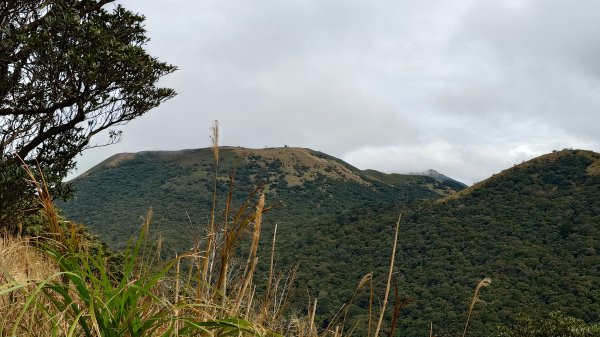 20260125 陽明山前後山健行(無極天元宮~山仔頂步道.向天池.向天山.面天山.二子坪)2998041