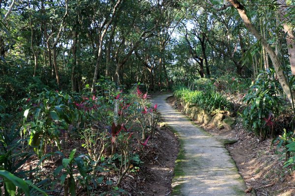 金面山。九蓮寺523757