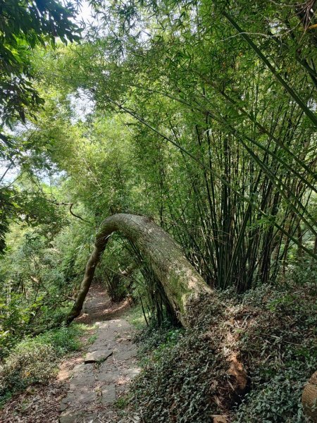 中正山- 走遍陽明山尋寶任務2250402