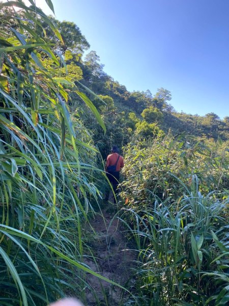 朝聖抹茶 Day 2:晨霧抹茶山色走訪三角崙山/小百岳#833055041