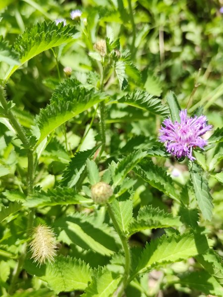 大安森林公園、港墘公園、文德三號公園【走路趣尋寶】【臺北健走趣】2549694