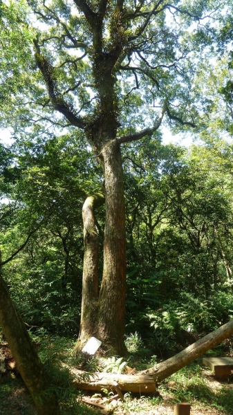 2016.10.22 林口森林步道生物多樣性走讀68725