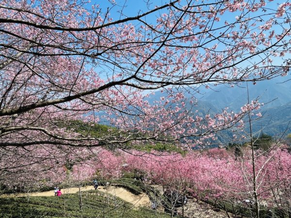 1120305山上人家-鵝公髻山2056738