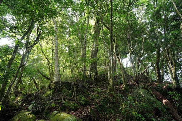 新北 烏來 下阿玉山2821605