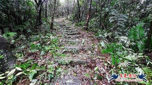 【新北市】七汐農路-新山P形(感謝風雨無阻的開路英雄)