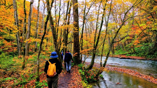 青森縣奧入瀨溪2929986