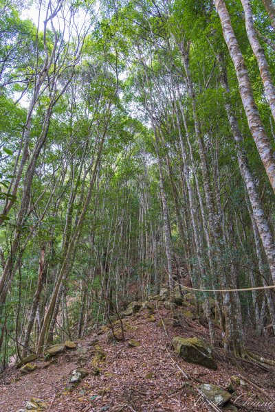 谷關七雄_波津加山2977607