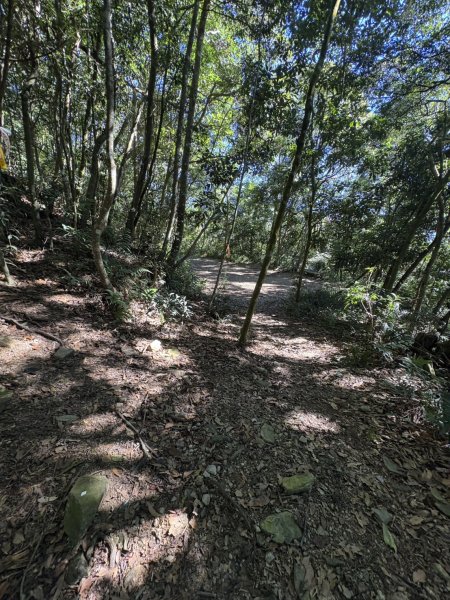 20251116鳴海山、網子山登山步道2938364