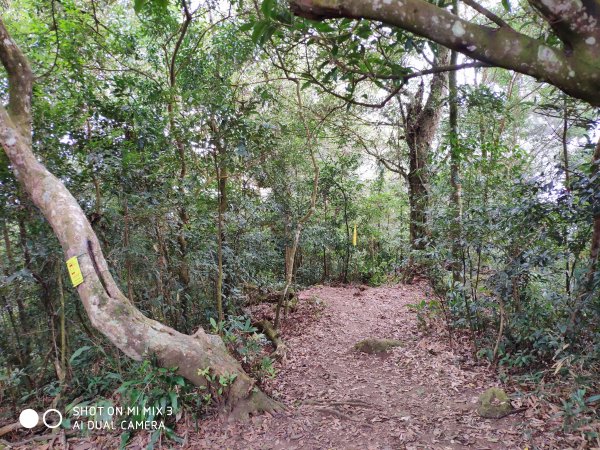 五指山五連峰純路況530530