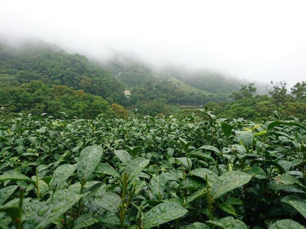 貓空樟樹步道 2017.05.21139494