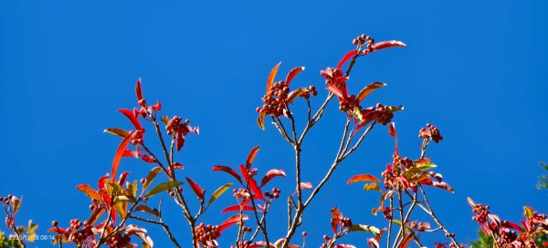 #太平山 #望洋山 #觀雲步道 #日出 #雲海 11/82931183