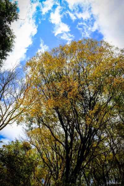 [冬訪大霸聖山岳參行]-大鹿林道東線榆金楓紅與九九山莊精選輯2974705