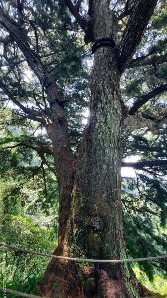 《台中》虎頭蜂巢｜大坑5號登頭嵙山黑松亭（聖普宮）202508092855079