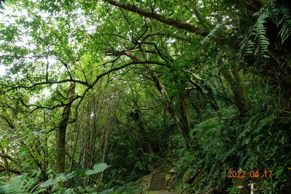 臺北 內湖 白鷺鷥山1680501