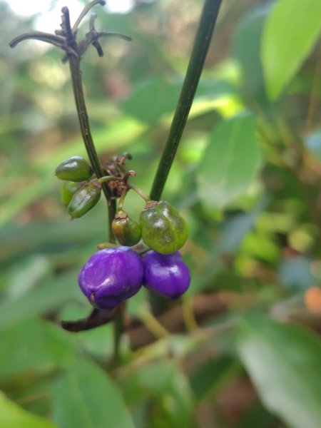 唐麻丹山 蝴蝶谷2918909