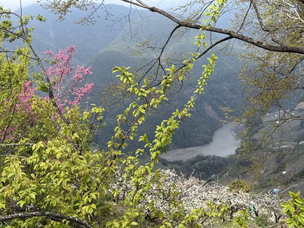 福壽山千櫻園2729937