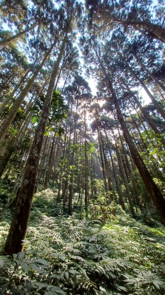 【苗栗南庄】向天湖山光天高山小O繞2933156