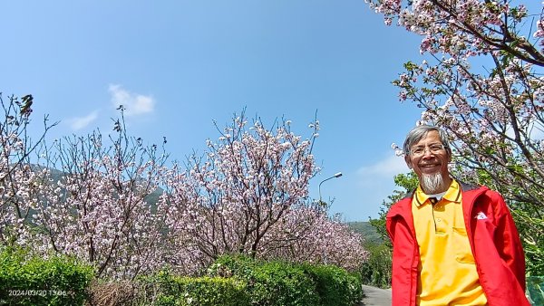 陽明山上墨染櫻大爆發2457683