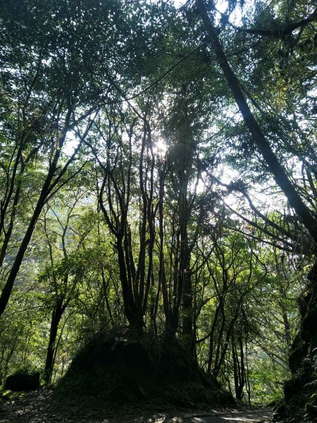 2018.03.17 郡大山麟趾山特富野290686