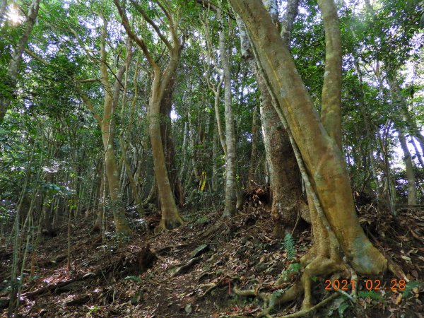 南投 仁愛 有勝山1287356