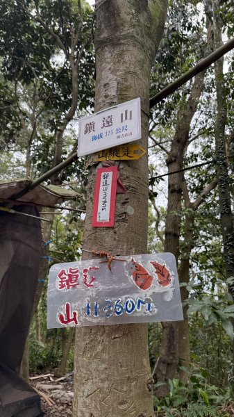 20260111微笑山線：【大棟山系】405高地段+百年大榕樹段2982892