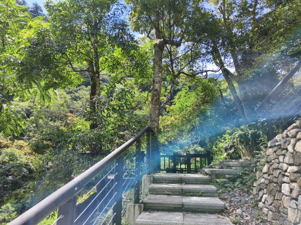 [百山百鳥尋旅-07/15] 2025_0831 八仙山國家森林遊樂區步道群_天籟步道2875908