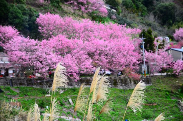 櫻木花道追櫻之旅272582