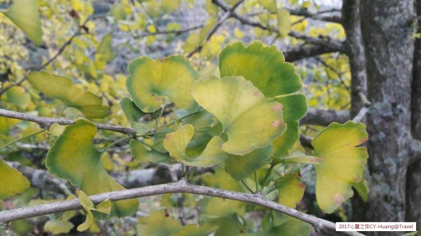 《南投》竹林銀杏｜鹿谷長源圳古道、大崙山銀杏森林、武岫201709212890481