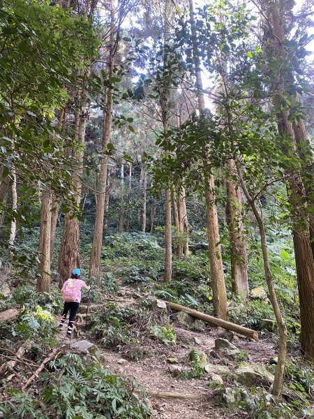 1111120泰安鄉鳥嘴山2672952