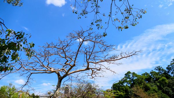 《蝶戀花。酸藤一生》2723357