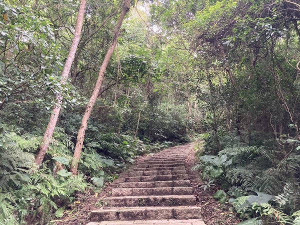 大分林山步道2550349