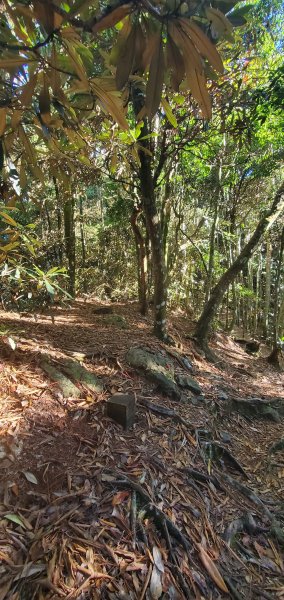 2023-11-05鳶嘴稍來山國家步道2337465