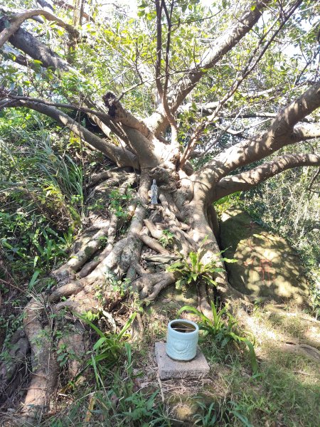 微笑山線：【大棟山系】百年大溶樹的2937781