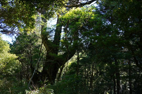 南橫三星 | 前緣再續。關山風月登庫哈諾辛、塔關山順訪中之關。1780085