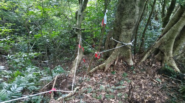 ✅糞箕湖古道回修擴徑.糞箕谷/串接完成 (溝渠遺址出土.糞箕湖雙線谷道貫通.全段新徑開通)2579830