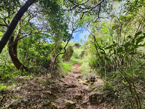 [百山百鳥尋旅-11/15] 2025_0927 大屯主峰-連峰步道_大屯山南峰2899360