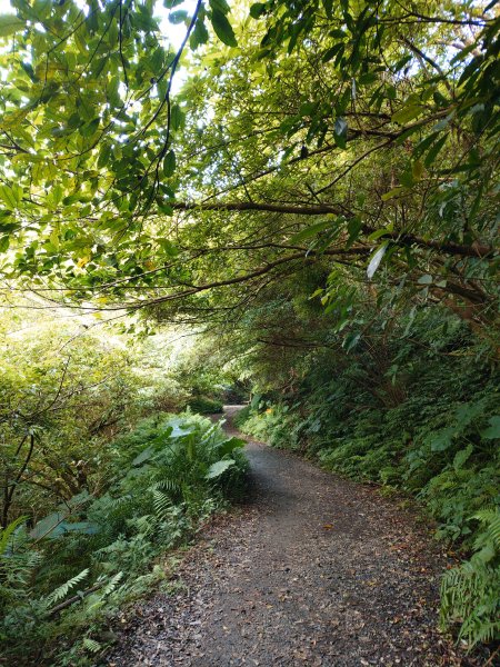 朝聖抹茶山2949489