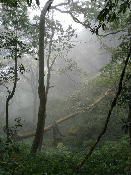 2023-02-26 登嘉南雲峰巧遇草嶺櫻花季2043965